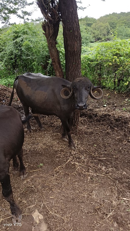 ગાભણી ખડેલી વેચ...