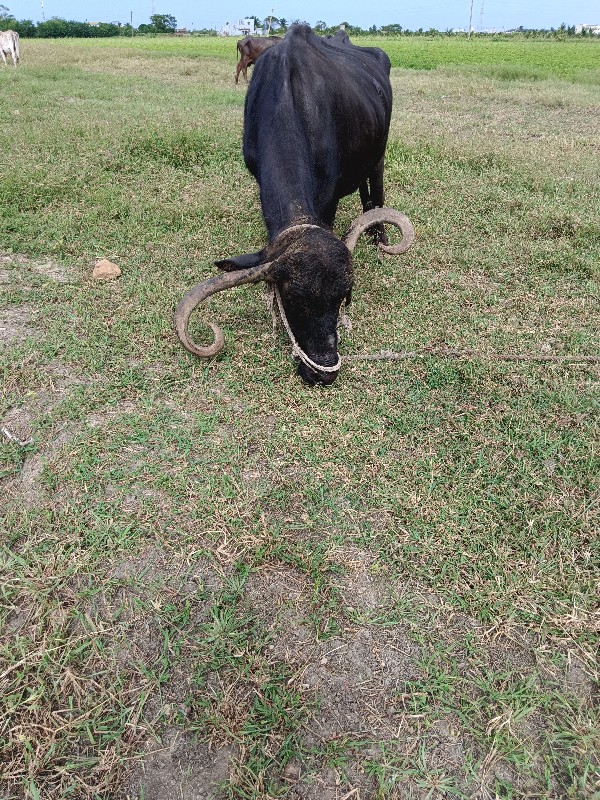 વેચવવાની