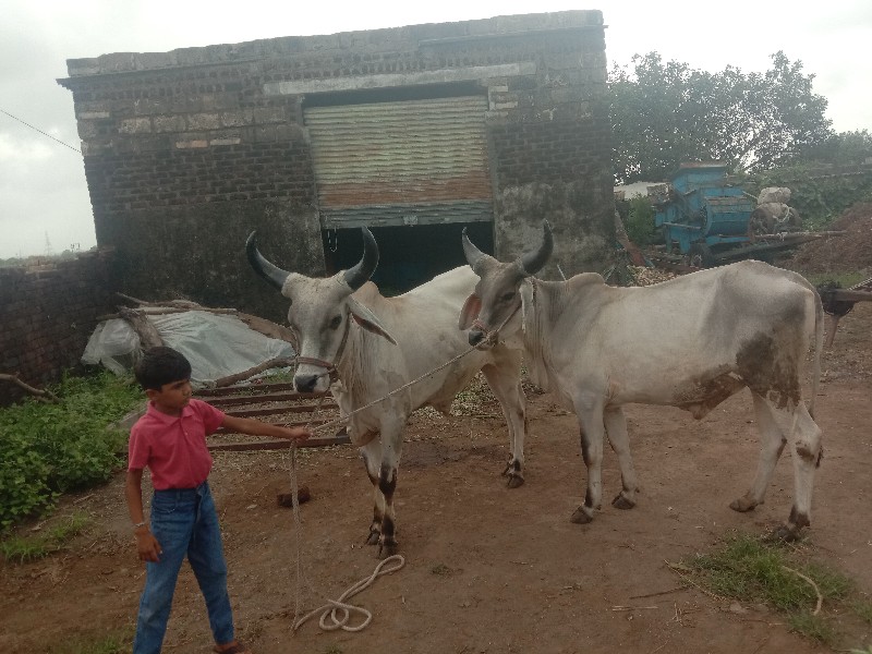 થુમ હાલતા
સાવ સ...