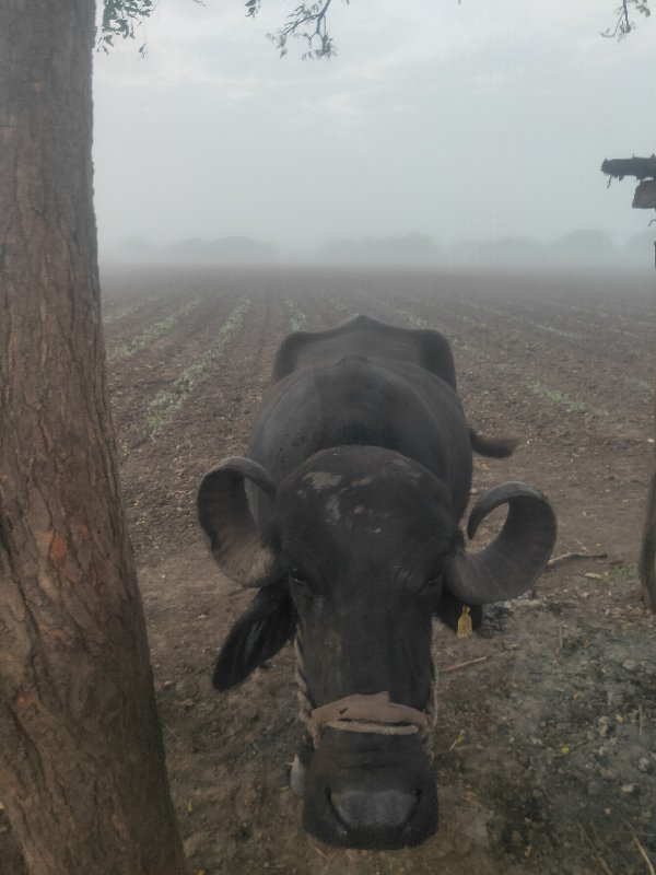 ભેંશ વેચવાની છે