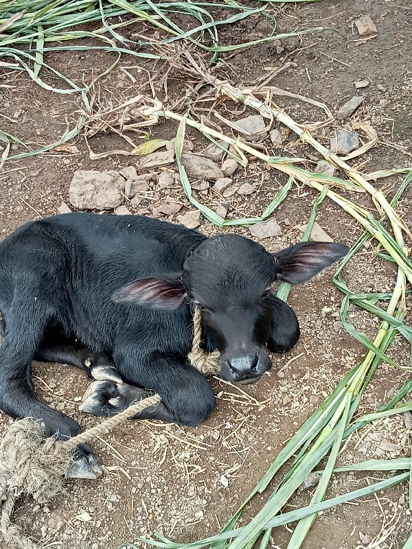 સાવ સોજી