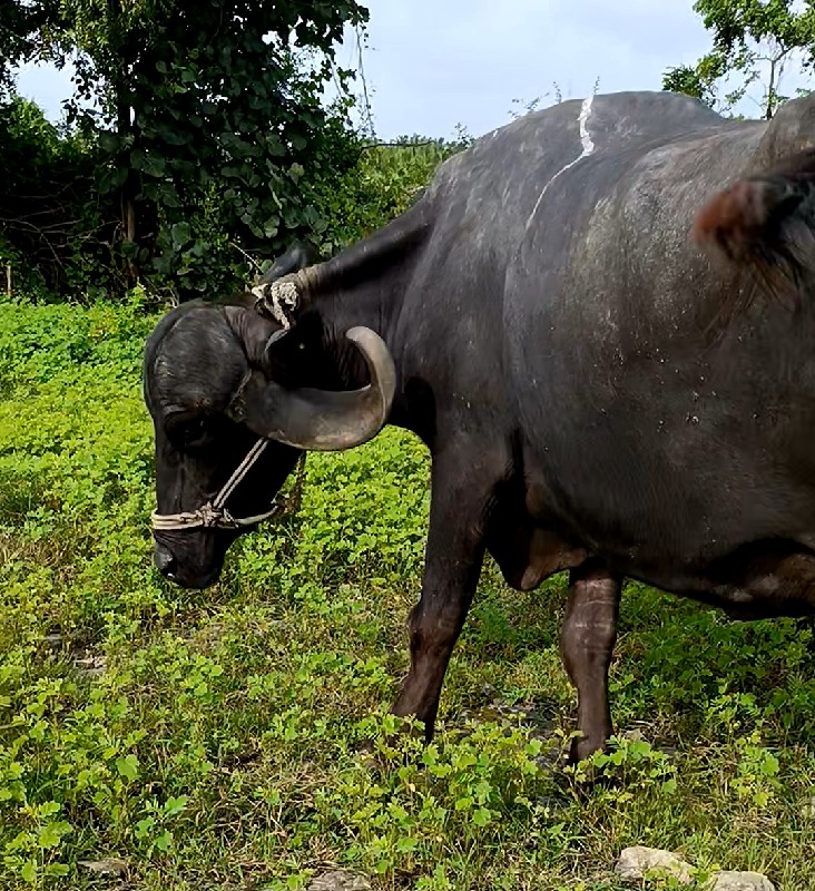 ભેંસ વેચવાની છે