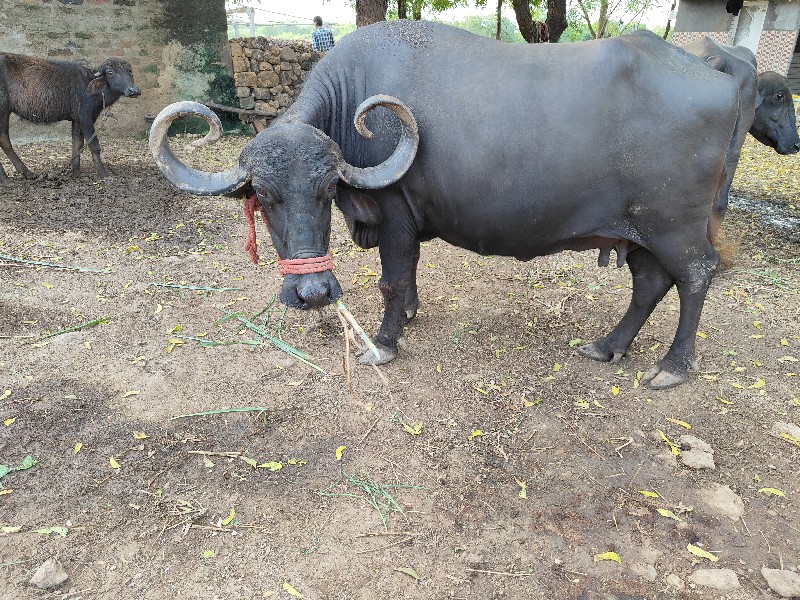 ભેંસ વેચવાની છે