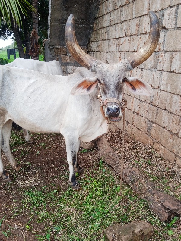 વેચવાનું છે