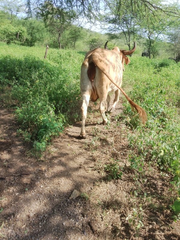 ગાય વેચવાની