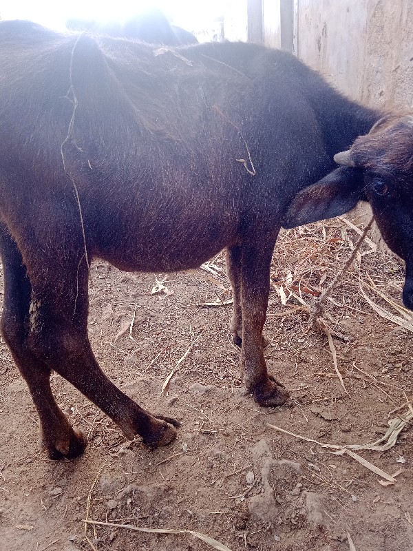 પાડી વેચવાની છે