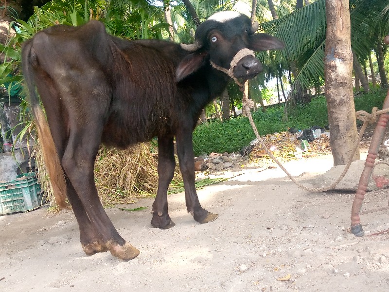 paadi vechvani...