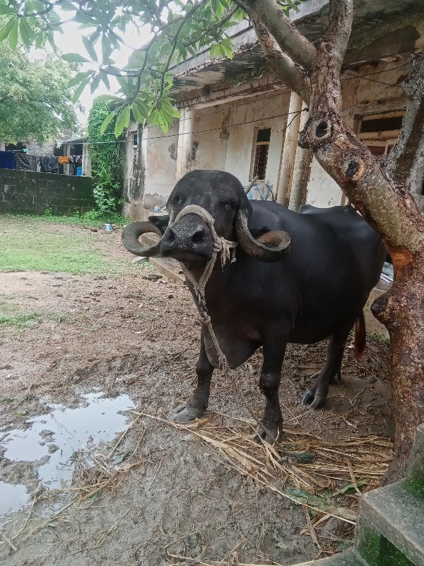 ભૈસ વૈસવા ની છે