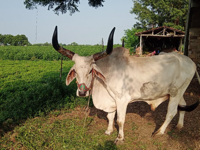 વઢીયારો બળદ લેવ...