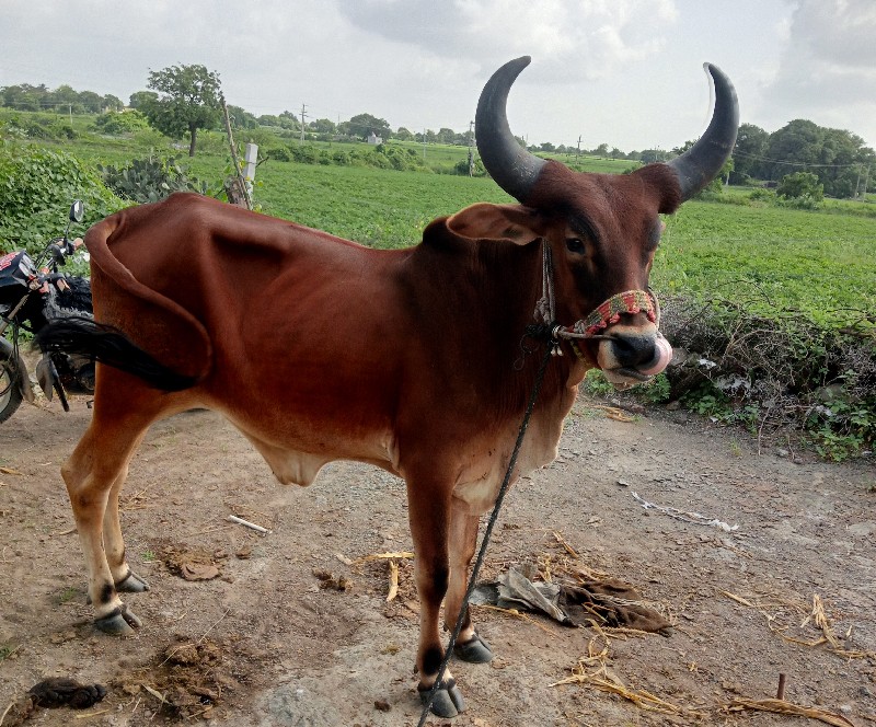 ગોધલો વેચવાનો છ...