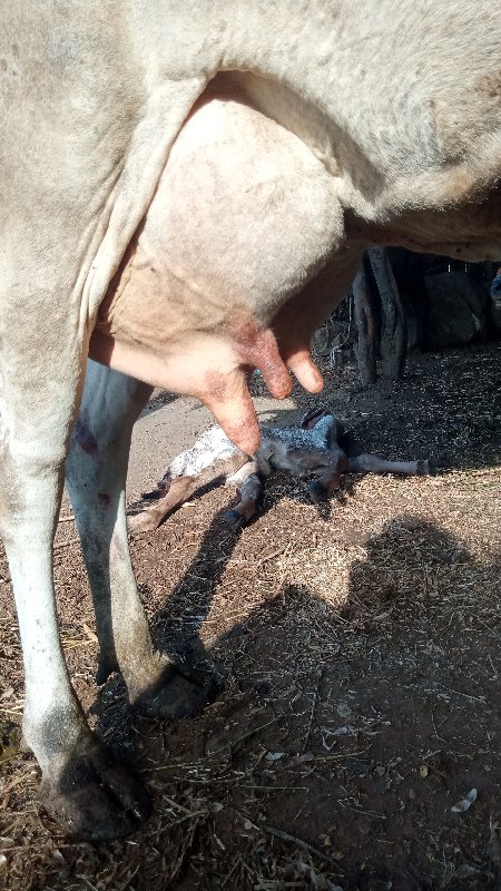 ગાયદેવાનિસે