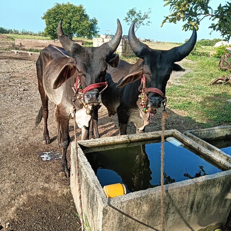 વેશવા ના છે