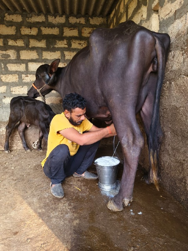 પેલ વેતરી ખળેલી...