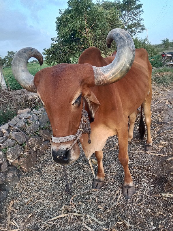 બળદ વેચવાનો છે