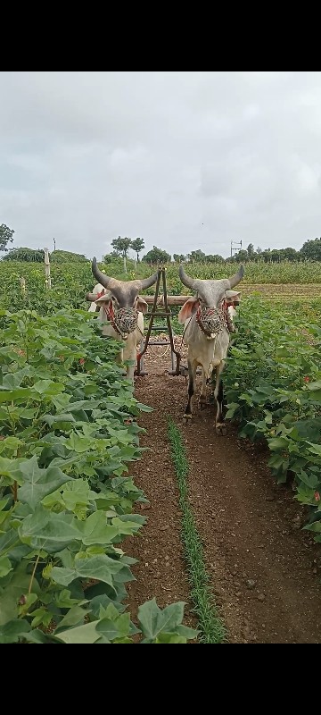 ગોઢલા વેચવાના છ...