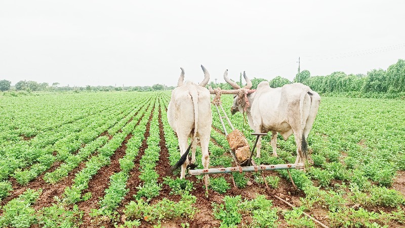 બળદ