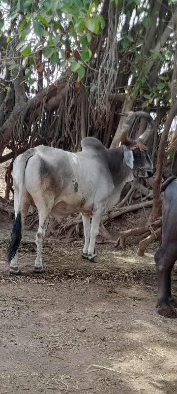 બળદ વેચવાનો છે