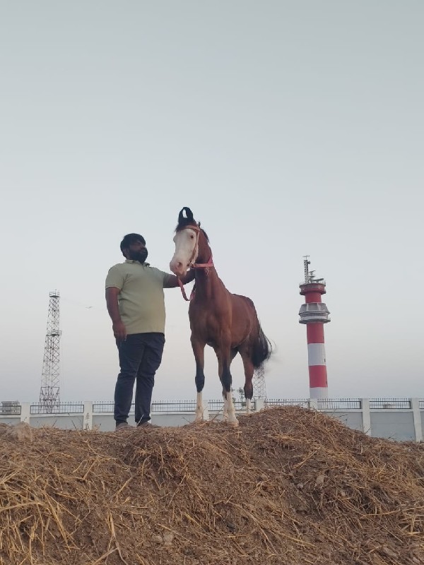 કાઠિયાવાડી પંચક...