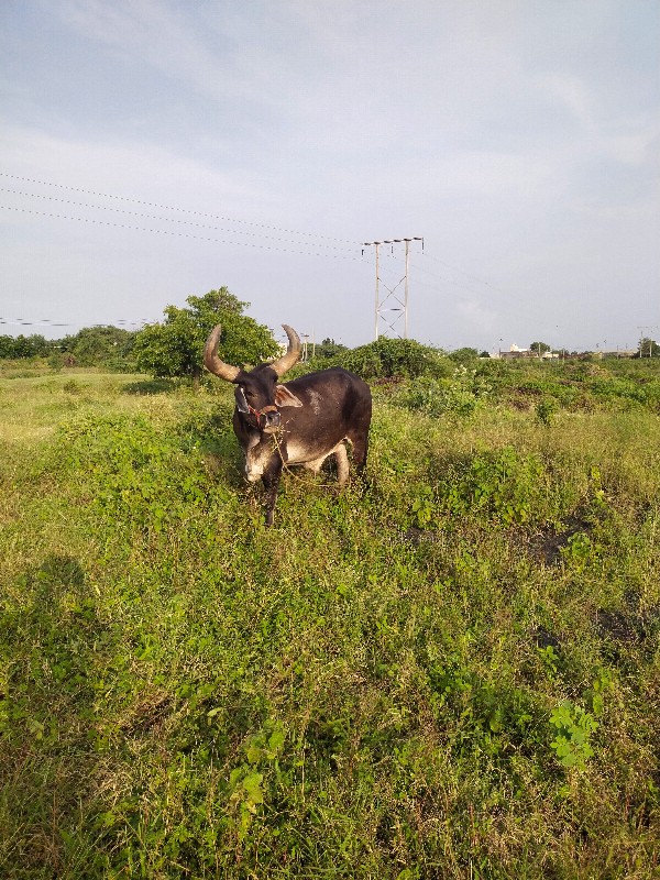 ગોઢલો વેચવાનો છ...