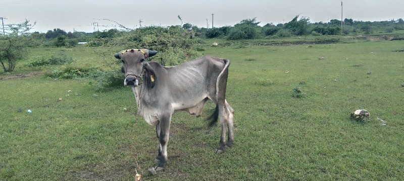 ઠાલા ફોર