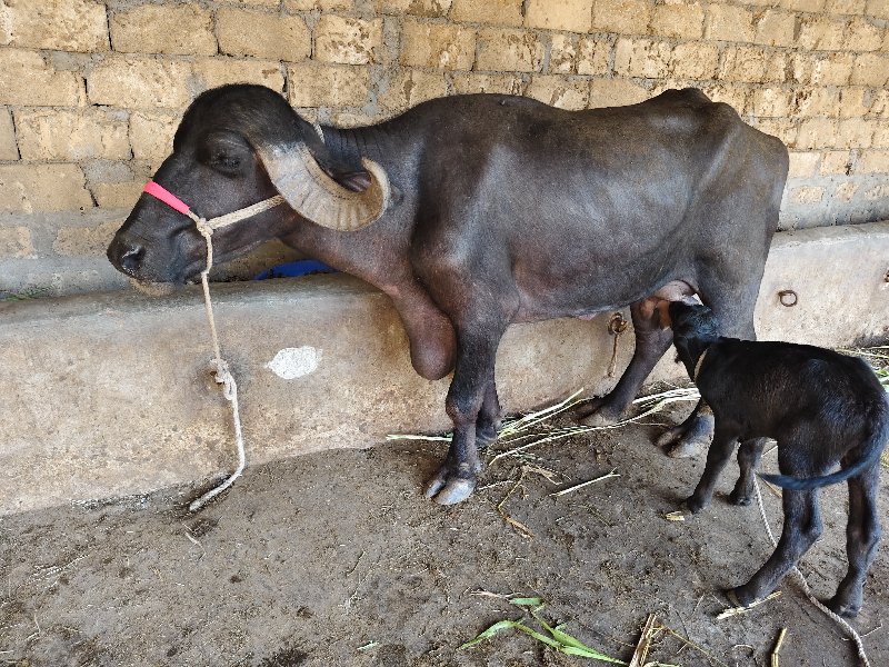 ખડેલી સાડા ચાર...