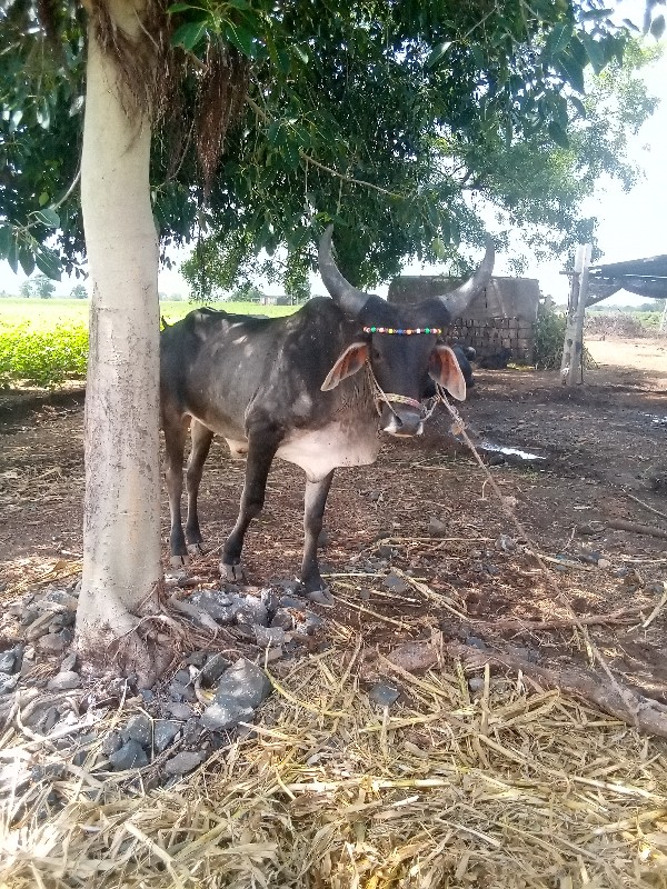 બળદ વેચવાનું છે