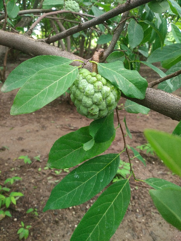 સીતાફળ ની બાગ આ...