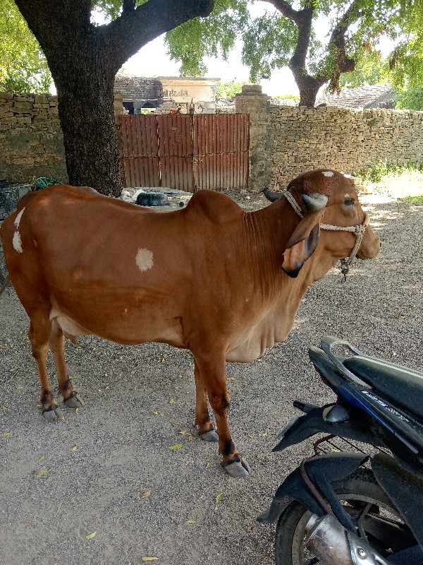 પેલુ વેતર પાંચ...