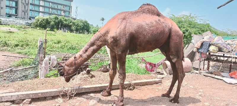 ચારદાદે બોતરો