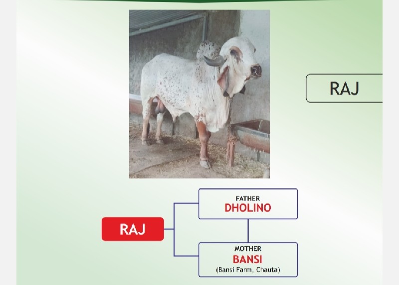 કુત્રિમ બિજદાન...