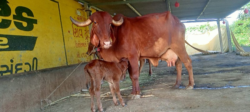 gir gayu and bu...