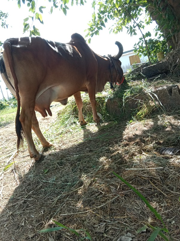 ગાય વેચવાની છે