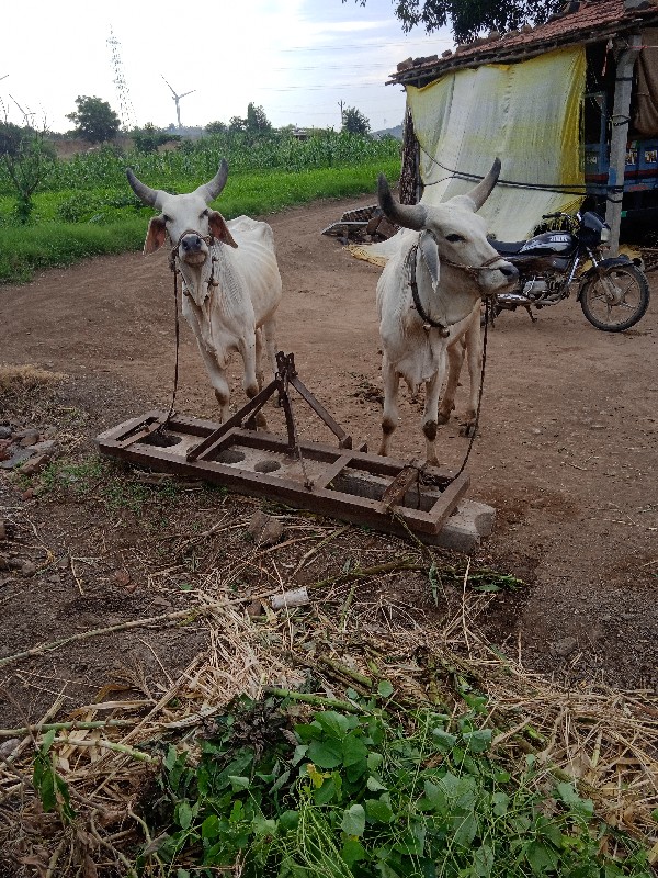 વિશાલ્ વિનું ભા...