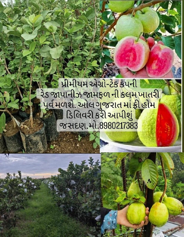 ટોટલ બાગાયતી રો...