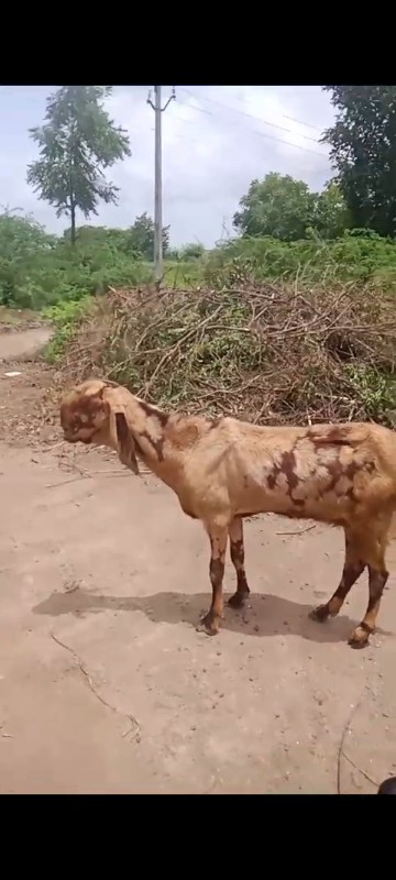 આ રાજસ્થાની બકર...