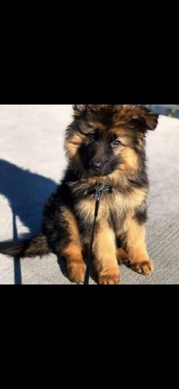 GSD puppy