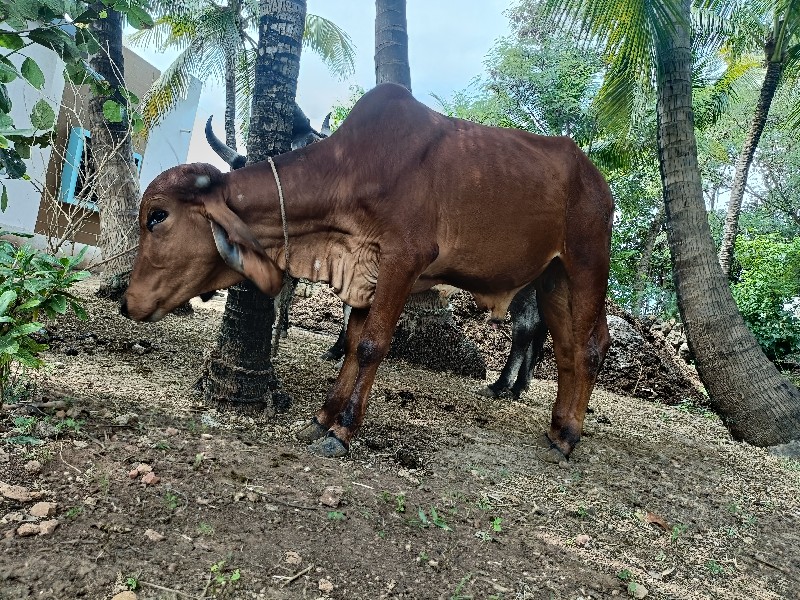 ગોધલો