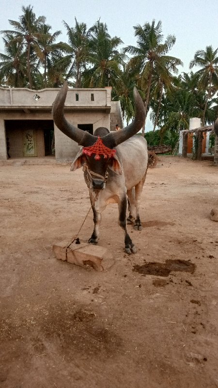 બળદ વેચવાનો છે