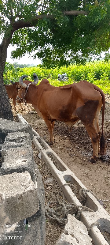 બળદ વેચવાના છે...