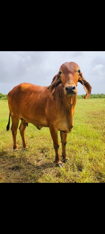 ગીર ગાય વેચવાની...