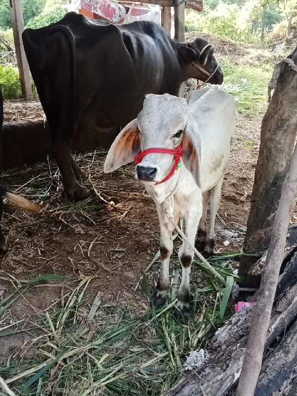 vasadyu vechvan...