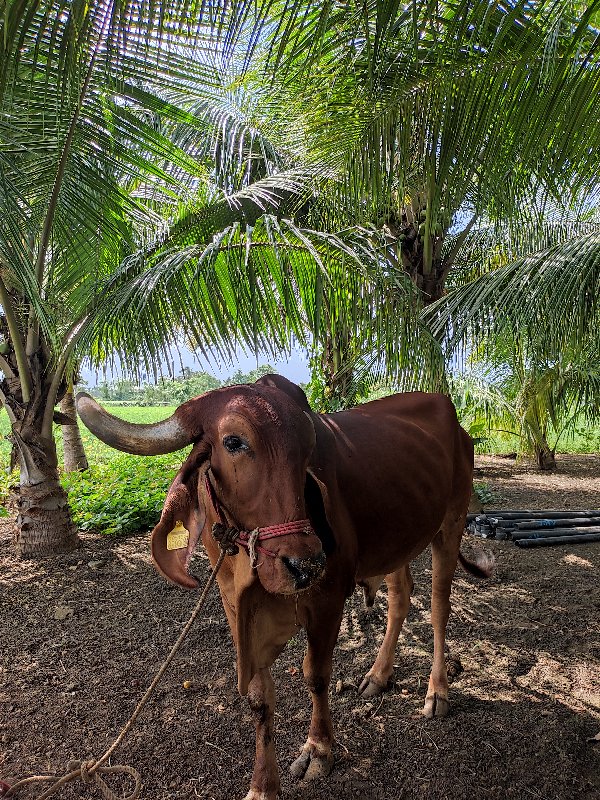 બળદ વેંચવા ના છ...