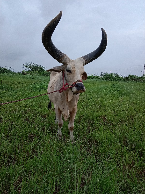 બળદ વેસ્વના સે