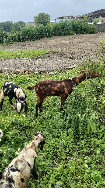 Bakri bechwani...