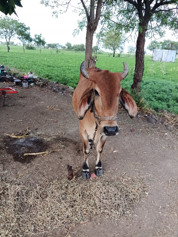 ગાય વેચવાની છે...