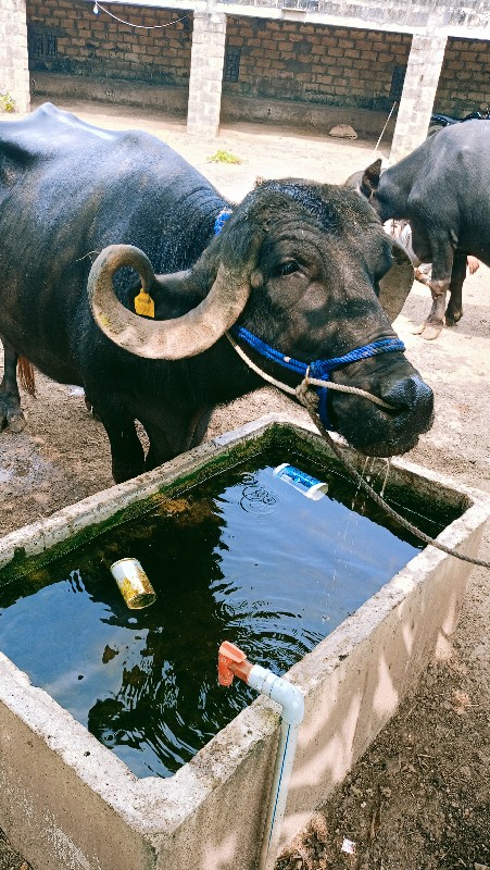 ભેંસ વેચવાની છે...