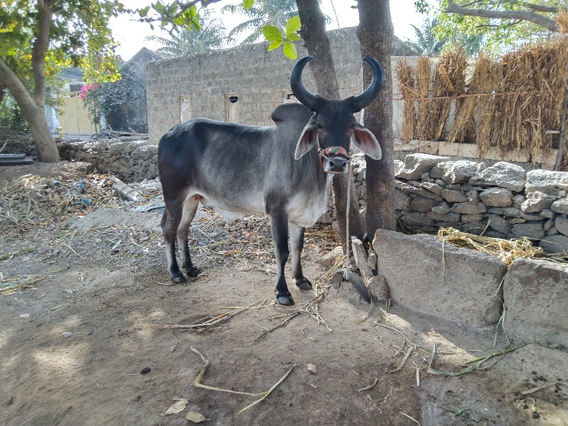 ગૉઢલૉ વૅશવાનૉ છ...