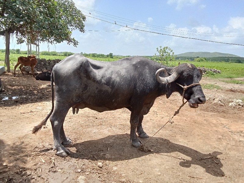 સાડા નવ મહિના થ...