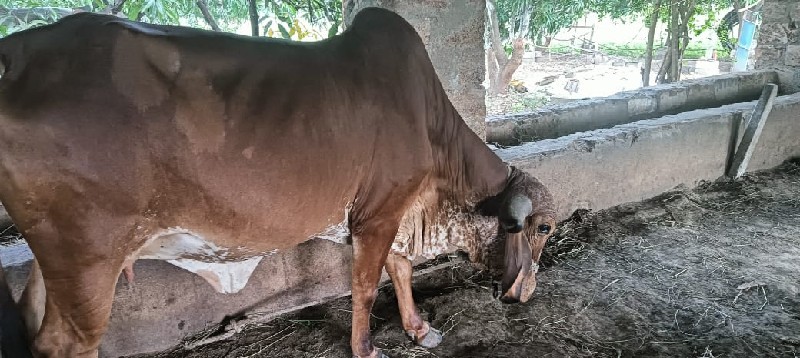 હોડકી વેચવાની છ...