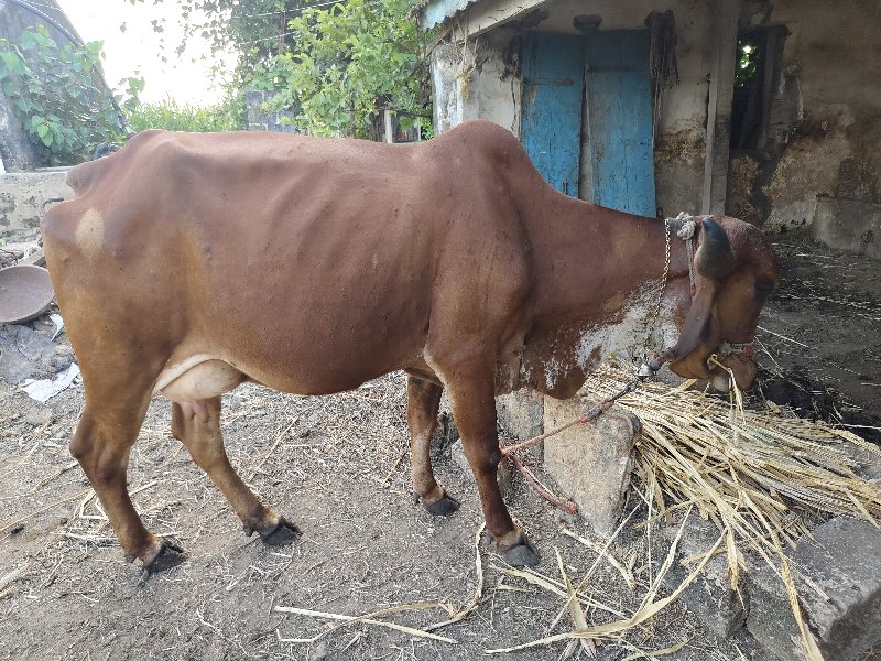 ગાય વેચવાની છે